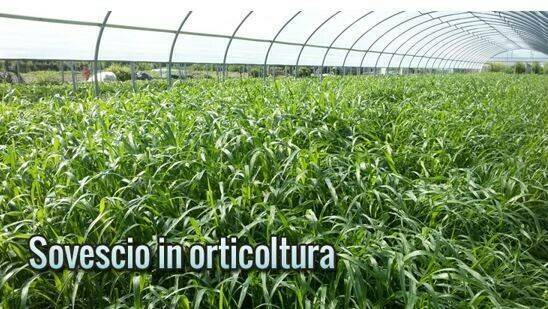 forigo 1 (2)|forigo 1|forigo 2 sovescio-tunnel|Forigo 3|Forigo 4|forigo 5|Forigo 6|Forigo 7|Forigo 8